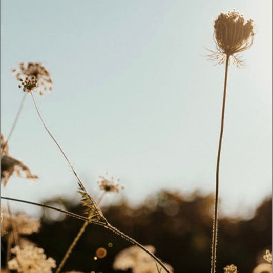 Women's Harvest Moon Circle - 13th September - 16:00 - 18:00